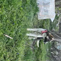 سگ سراب