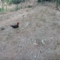 بوقلمون کرچ ومرغ لاری|حیوانات مزرعه|کلاترزان, |دیوار