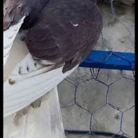کفتر پرشی به ضمانت