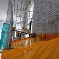 قناری نر آواز خون|پرنده|شهریار, |دیوار