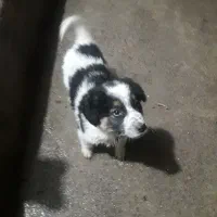 سگ دو ماهه نر قدر جانی