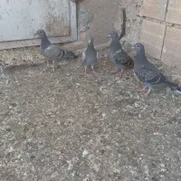 ۵عدد جوجه پلاکی