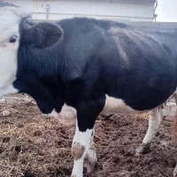 گلوموندبیلیاد