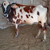 گوساله نر