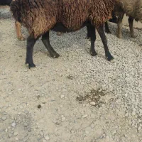 دوراس میش ابستن