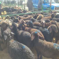 خرید و فروش دام زنده پای پرواری