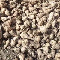 چغندر برای دام