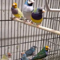 طوطی عروس هلندی گرینچیک راهب ملنگو فنچ|پرنده|زنجان, |دیوار
