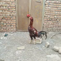خروس لاری و مرغ لاری
