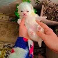 پامرانین خرسی عروسکی