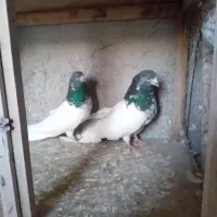 کفتر|پرنده|هشتگرد, گلسار|دیوار