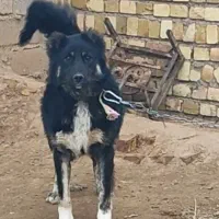 سگ قهدریجان|سگ|اسفرورین, |دیوار