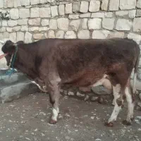 گاو سیمینتال آبستن