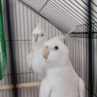 عروس هلندی آلبینو چشم شرابی