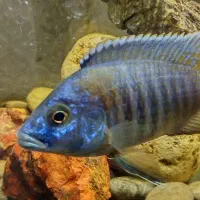 ماهی سیچلاید معاوضه