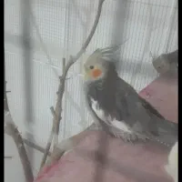 حراجی|حراج|یزد, |دیوار