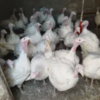 بوقلمون گوشتی|حیوانات مزرعه|قائن, |دیوار