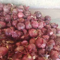 پیاز قرمز|خدمات باغبانی و درختکاری|نقده, |دیوار