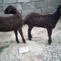 دو راس بره ماده افشاری