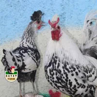 خروس اپنزلر
