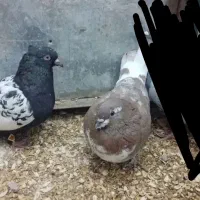 کفتر پرشی و جفتگاه|پرنده|مشهد, چاهشک|دیوار