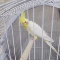 عروس هلندی لوتینیو