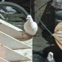 کبوتر طوقی|پرنده|کلاترزان, |دیوار