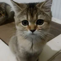 توله بریتیش بلک گلد ماده