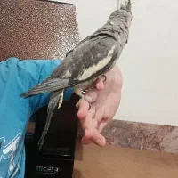 عروس هلندی