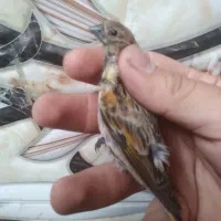گلبسر نر