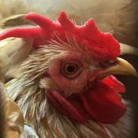 فروش دو جفت مرغ و یک خروس کوشین|حیوانات مزرعه|بندر انزلی, گیلار|دیوار