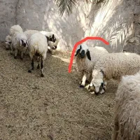 یک میش باکاور