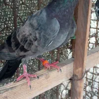 کفترپاکستانی