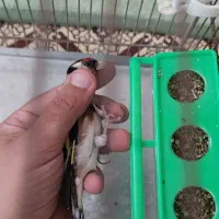 سهره رسمی پر خون جفتی امسال قدو قواره دار|پرنده|پردیس, فاز ۲|دیوار