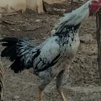 لاری خروس اوشامو|حیوانات مزرعه|ماهدشت, |دیوار