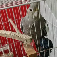 عروس هلندی سالم