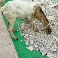 بز نر|حیوانات مزرعه|کیش, |دیوار