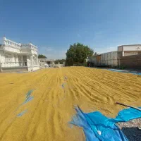 چلتوک درجه یک لنجونی