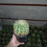 کاکتوس اچینو|عمده‌فروشی|قرچک, مهدیه|دیوار