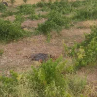 باغ 3010 متری جاده عمرل سند تک برگ|فروش دفتر صنعتی، کشاورزی، تجاری|کرمانشاه, |دیوار