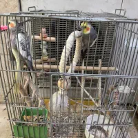 جفت عروس با قفس