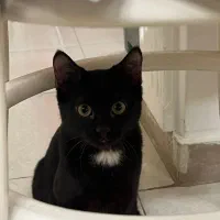 واگذاری گربه