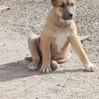 توله ماده خراسانی|سگ|تربت جام, جلگه موسی آباد|دیوار