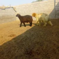 بره قوچی