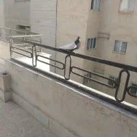 سینه سیاه، سینه مشکی، زاغ کاکلی|پرنده|مشهد, فارغ التحصیلان|دیوار