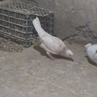 باسلام کبوترجوانه شامی کاکل وزردوسرخ باجوجه هفترنگ