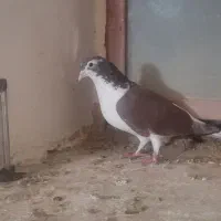 کفتر