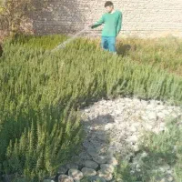 رزماری|گل و گیاه طبیعی|پاکدشت, پاکدشت (مامازند)|دیوار