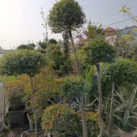 فروش مورت تک کله و چند کله