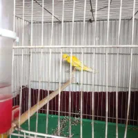 قناری طلایی جیبر|پرنده|شیراز, شاهچراغ|دیوار